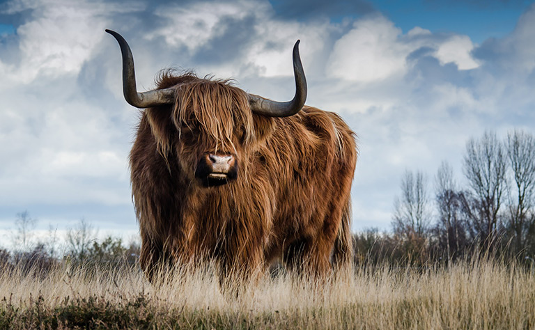 #65 Den Stier bei den Hörnern gepackt